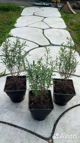 Многолетние кустарники, ива спиреи пузыреплодник