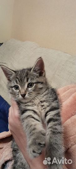 Котята в добрые руки бесплатно мальчик