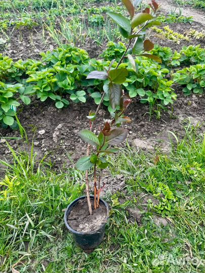 Черноплодка