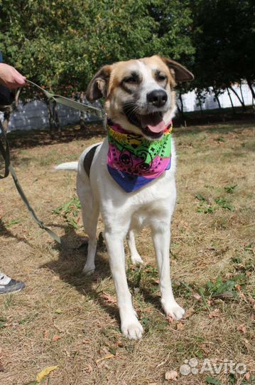 Маленькая собака в добрые руки