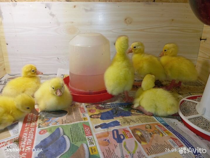 Домашняя птица гусята