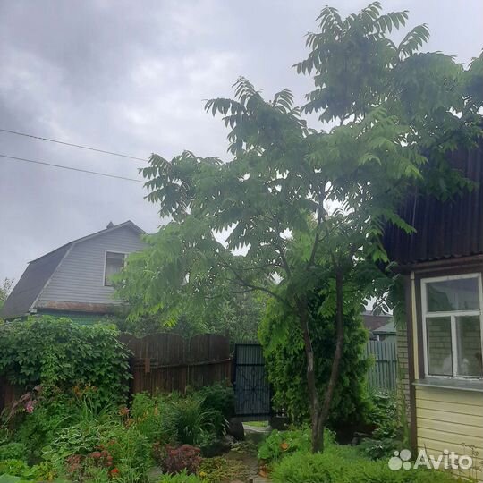 Многолетние садовые растения