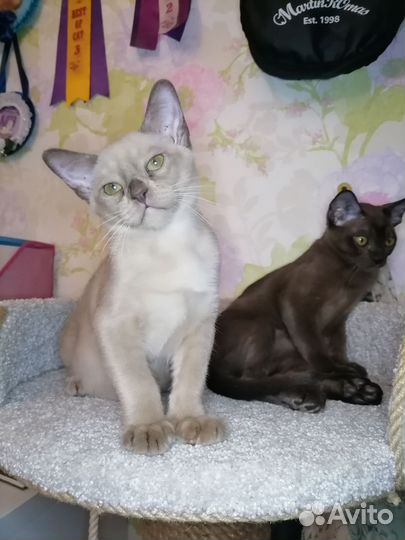 Котята европейской бурмы