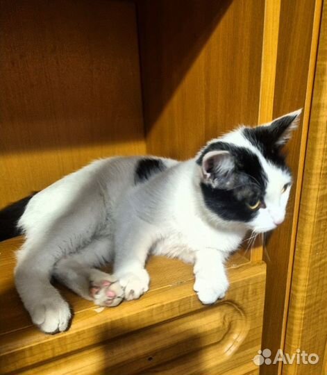 Котенок
