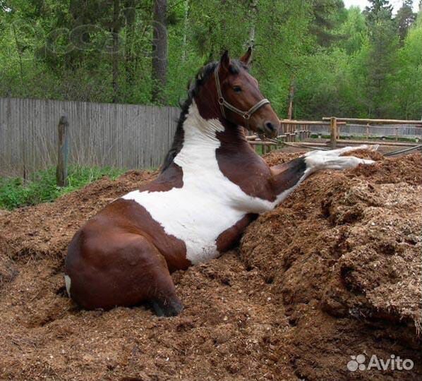 Конский навоз