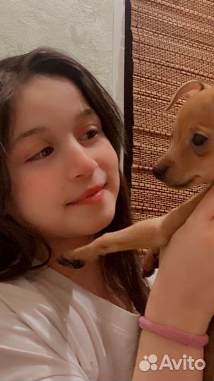 Мини той-терьер мальчик