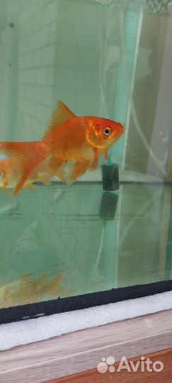 Золотые рыбки.(Кометы)