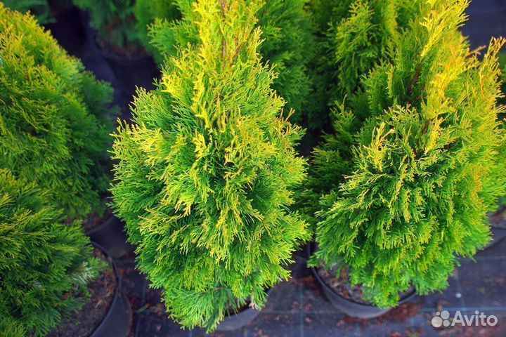 Туя Смарагд в наличии в Спб
