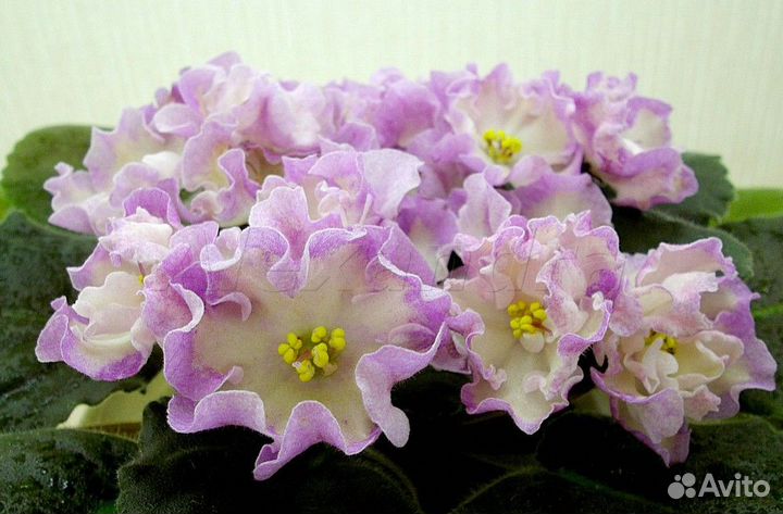 Сенполии фиалки детки и цветущие