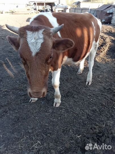 Телки стельные