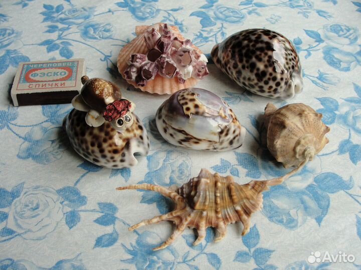 Сувениры, фигурки, раковины