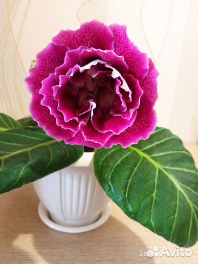 Глоксинии листочки на срез, разных сортов