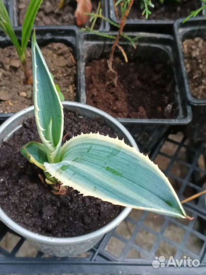 Агава Американская