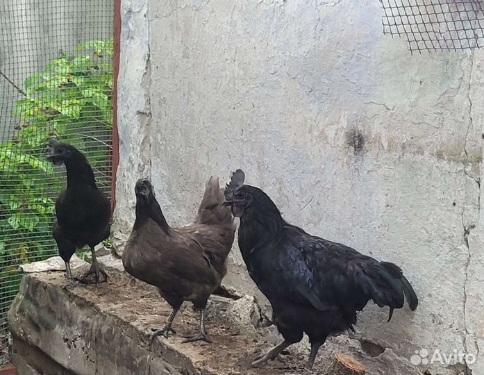 Яйца на инкубацию, курица Ухейилюй