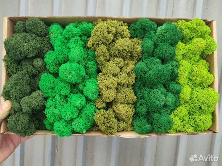 Мох Стабилизированный ягель, кочка, пласт, панно