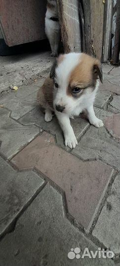 Щенки в добрые руки