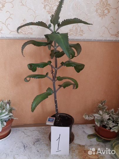 Каланхоэ лечебное