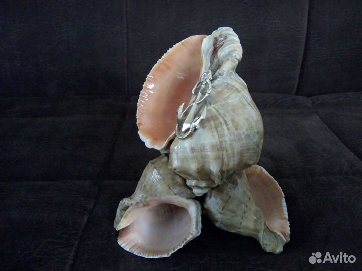 Ракушки рапаны