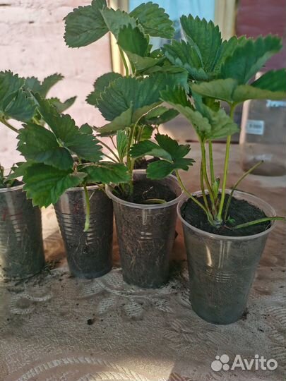 Рассада клубники Альба