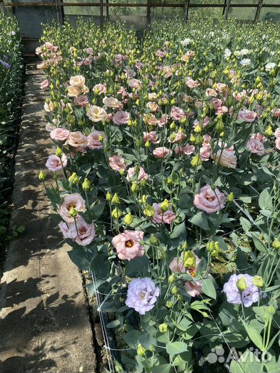 Эустома оптом