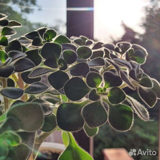 Аихризон Дерево Любви