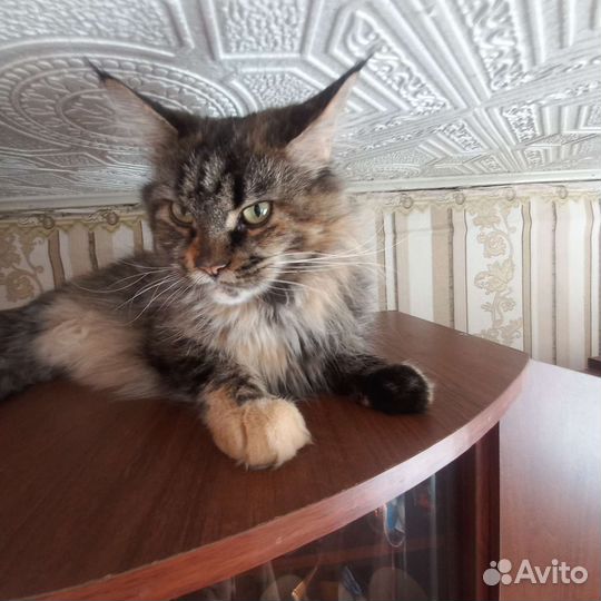Отдаю кошку