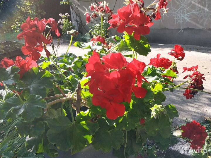 Пеларгония герань