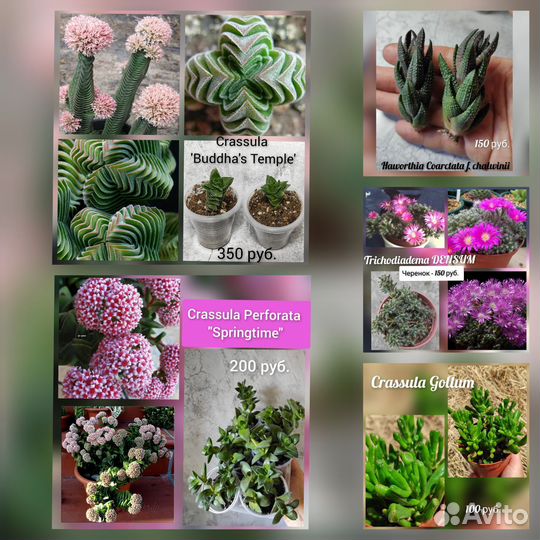 Суккуленты сортовые