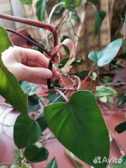 Филодендрон лиана