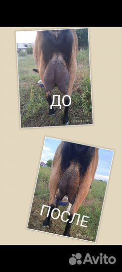 Коза и козёл