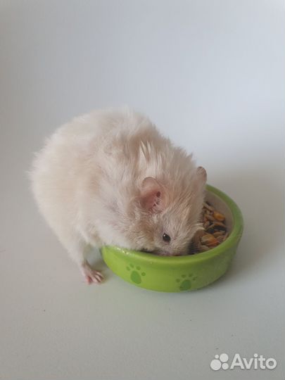Сирийские хомячки (ангорские) длинношёрстные