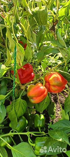 Баклажаны домашние, перцы болгарские