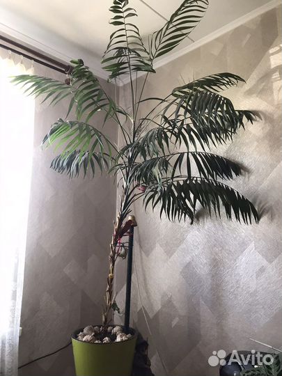 Финиковая пальма