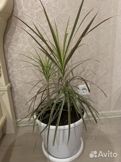Драцена пальма