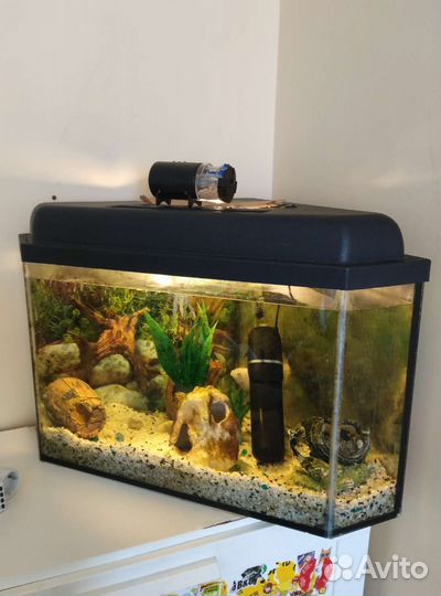 Аквариум вместе с рыбами