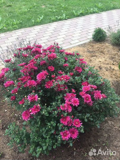 Хризантема белая, жёлтая, темно розовая, оранжевая