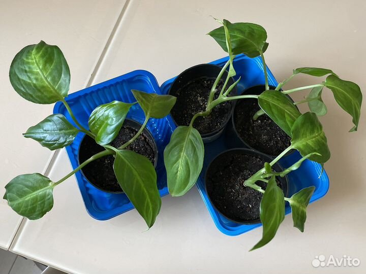 Диффенбахия камилла