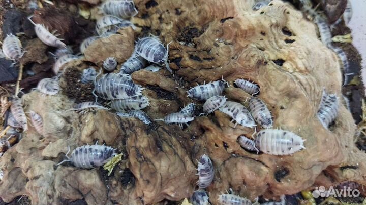 Изоподы декоративные мокрицы