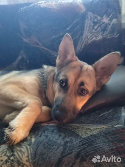 Добрая Бася в добрые руки