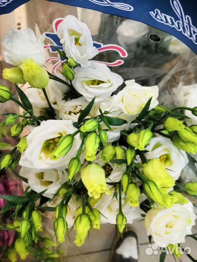 Эустома. Лизиантус. Оптом и в розницу