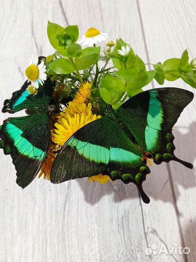 Ферма бабочек