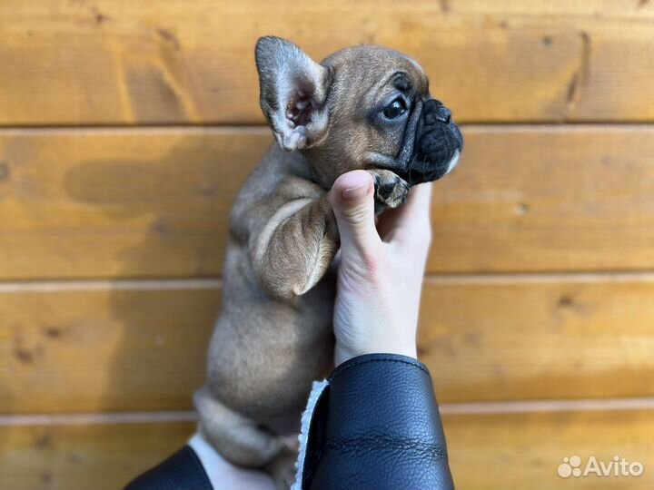Французский бульдог
