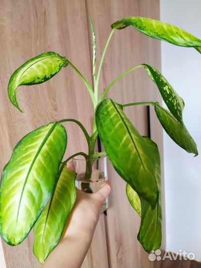 Диффенбахия Рудольф