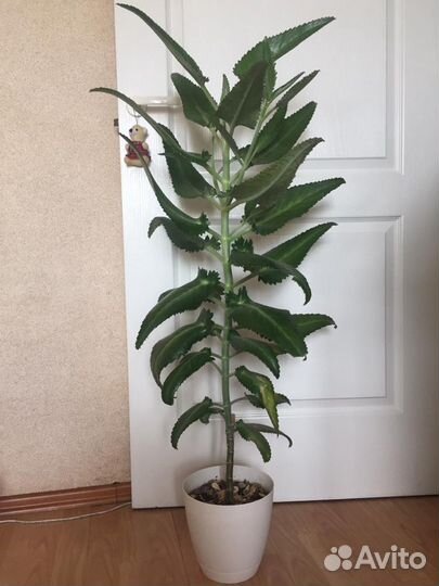 Каланхоэ лечебное