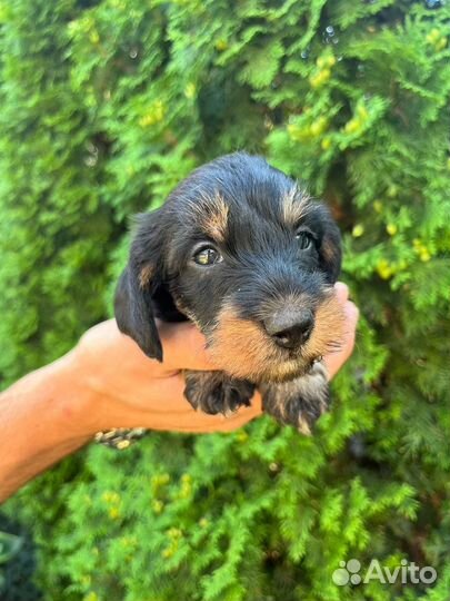 Щенки кроличьей таксы