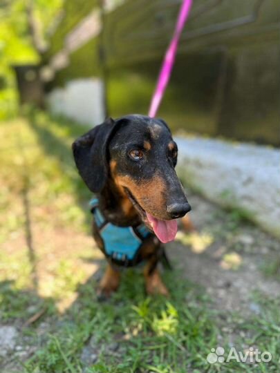 Таксик в добрые руки