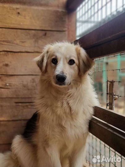 Собака из приюта в добрые руки