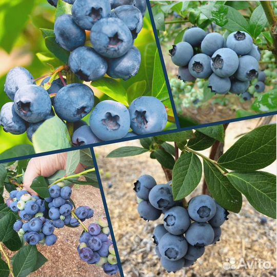 Голубика Сорт Река 5 лет