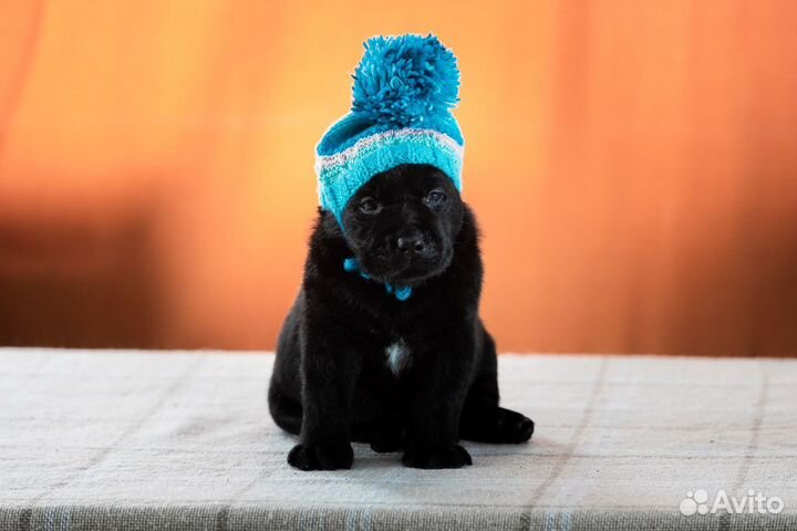 Щенки лабрадора