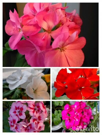 Комнатные цветы